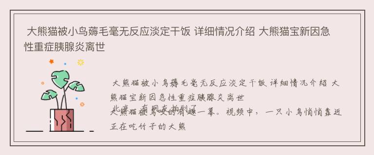  大熊猫被小鸟薅毛毫无反应淡定干饭 详细情况介绍 大熊猫宝新因急性重症胰腺炎离世